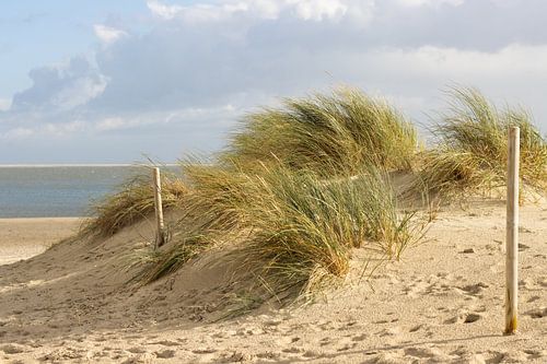 Grassduinen van Texel