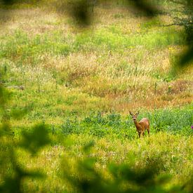 Ausblick - Montferland von Natuurlijk Achterhoek