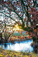Sun through the branches