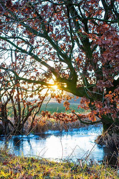 Le soleil à travers les branches par Ronn Perdok