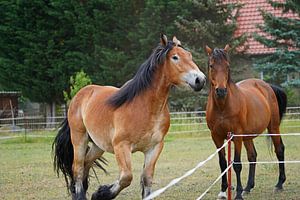 Trakehner Feldmeyer und Rheinisch Deutsches Kaltblut Enzo
