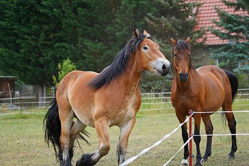Trakehner Feldmeyer and Rhenish German Coldblood Enzo