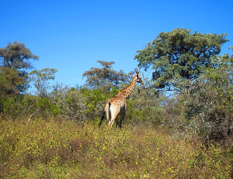 Walking Giraffe by Inger Art & Design