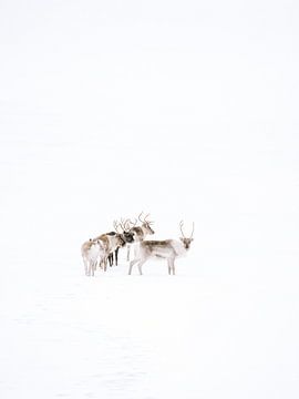 Rentiere auf dem Inlandeis | Schwedisch-Lappland | Naturfotografie von Marika Huisman fotografie