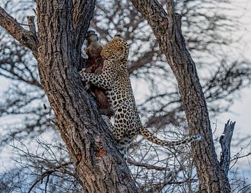 Leopard after successful hunt Namibia, Africa by Patrick Groß