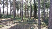 FOREST VIEW TREES SUN