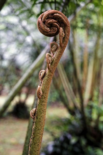 De sculpturale schoonheid van wenkkoppen bedekt met bruin dons van Frank Photos