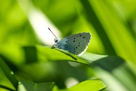 Common Blue by Martin Smit