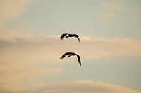 Silhouet van Ooievaars (liggend)