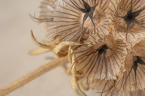 Een stukje gedroogde Scabiosa
