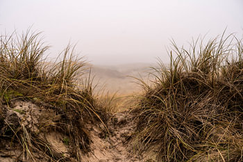 Beach Rye