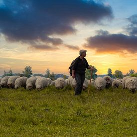 Troupeau de moutons, Dwingelderveld. sur Lucas Steunebrink