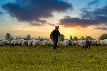 Herd of sheep, Dwingelderveld. by Lucas Steunebrink