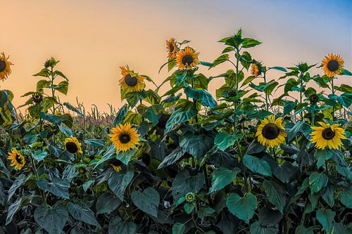 Zonovergoten zonnebloemen wiegen mee op het avondbriesje in Made