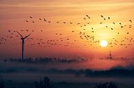Vogelzug bei Sonnenaufgang und Nebel von Wahid Fayumzadah Miniaturansicht
