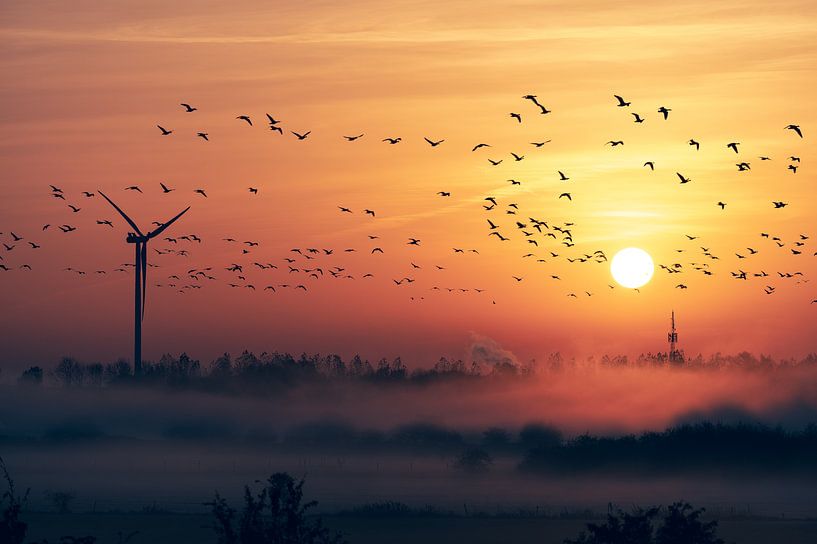 Vogelzug bei Sonnenaufgang und Nebel von Wahid Fayumzadah