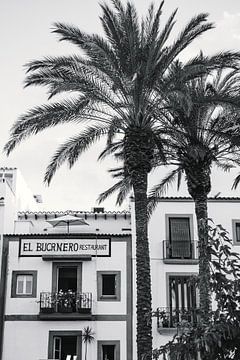 Palmboom Ibiza Landschap