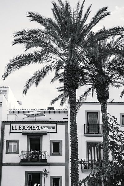 Palmboom Ibiza Landschap van Rob van Dongen