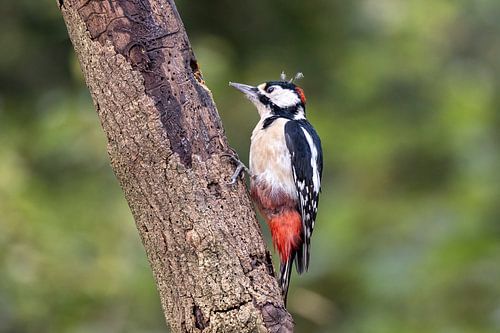 Grote bonte specht.Mannetje.
