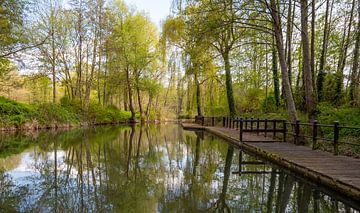 Natuur aan de Spree in het Spreewald van Animaflora PicsStock