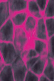 Absolute Perfektion von BVDART