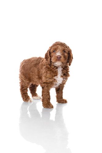Photography dog/puppy white with mirror image