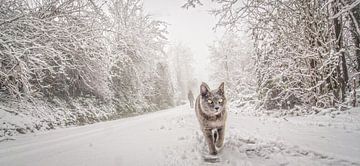 Kat in de sneeuw van Frans Scherpenisse