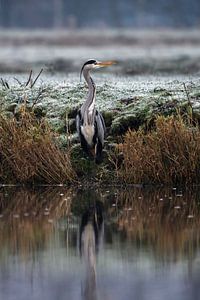 Blauwe reiger langs de oever ( in de winter ) van Chihong