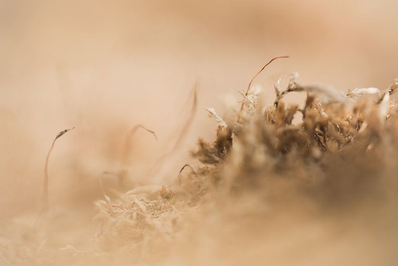 De zonnige heide op.  van Robert Wiggers