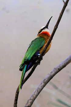 The colourful white-crested bee-eater