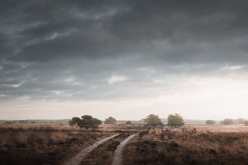 Ein Abendspaziergang | Die Veluwe-Heidelandschaft