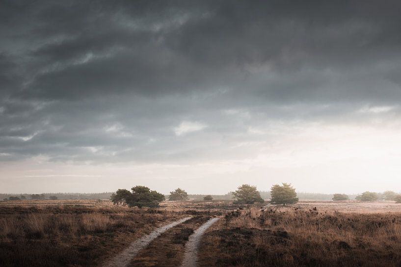 An evening walk | The Veluwe heathland by Nanda van der Eijk