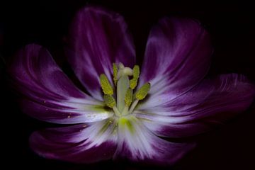 Tulpenstampfer in Blüte von Devlin Jacobs
