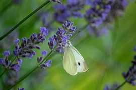 Summerfeeling by Margreet Boersma