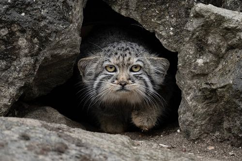 Manoel komt uit zijn schuilplaats