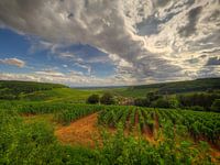The vineyards of the Côte de Beaune, Côte-d'Or, France.
