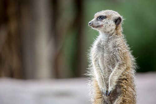 Meerkat (of stokstaartje) op de uitkijk.