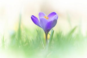 Krokus in het gras