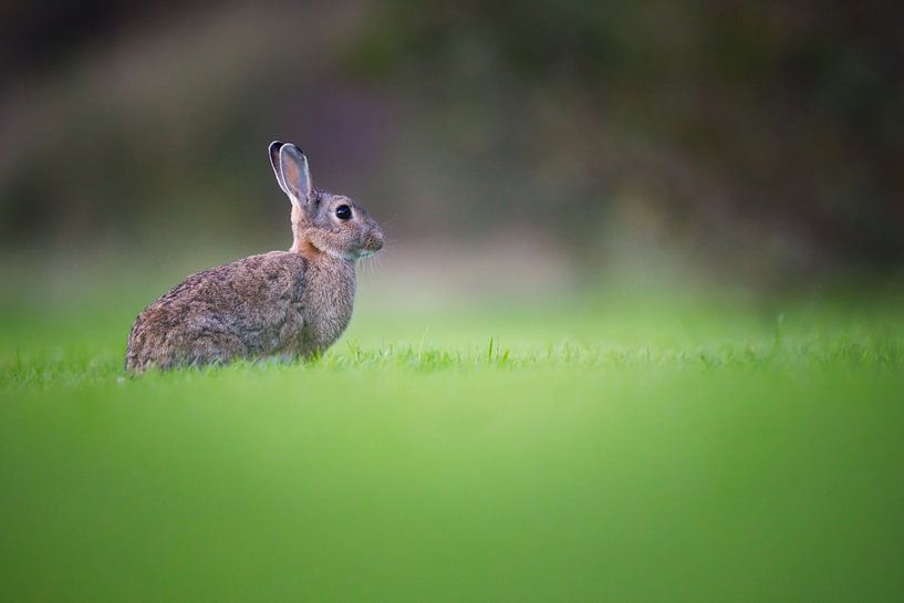 Kaninchen von Pim Leijen