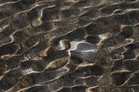 Shell in the North Sea