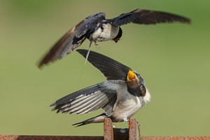 Boerenzwaluw voert de jonge zwaluw