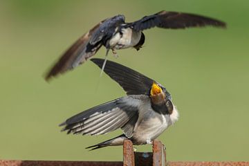 The barn swallow (Hirundo rustica) by Menno Schaefer
