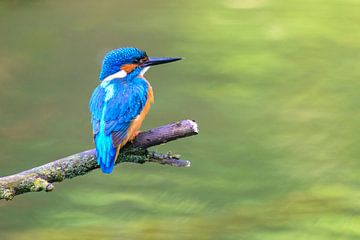 Martin-pêcheur commun assis sur une branche surplombant un petit étang
