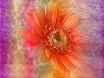 Gerbera met roze van Claudia Gründler