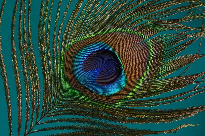 Een pauwenveer met een turquoise achtergrond van Marjolijn van den Berg