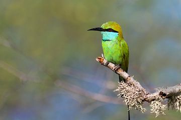 Bienenfresser in Sri Lanka von Antwan Janssen