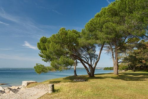 Kust van het eiland Veliki Brijun