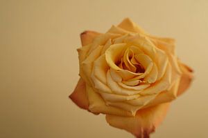 Die gelbe Rose von Texas