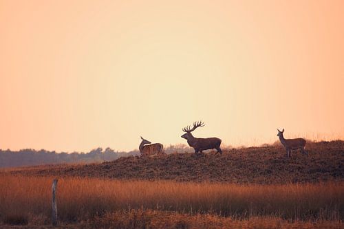 Edelherten in de ondergaande zon sur Evert Jan Kip