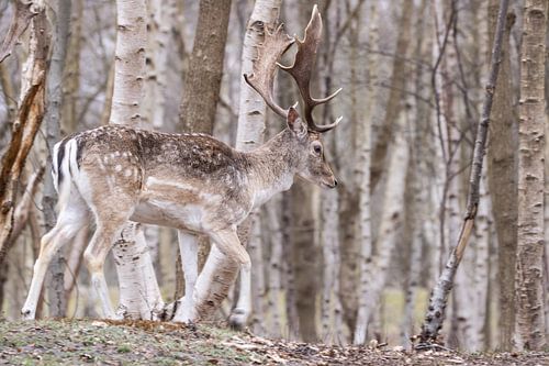 Damhert gaat op in de omgeving
